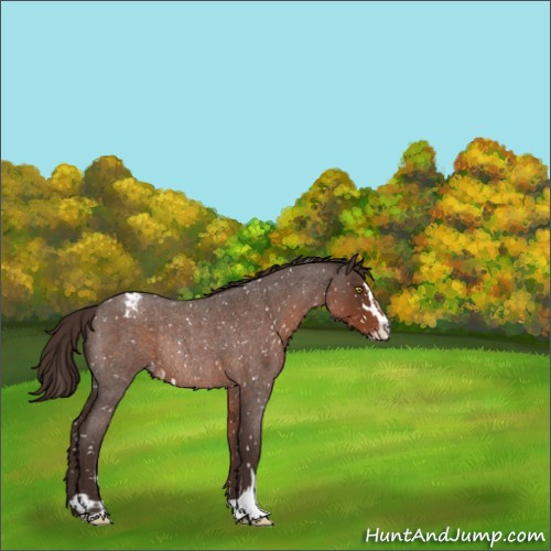 Horse Color:Liver Red Roan Sabino Appaloosa Rabicano 