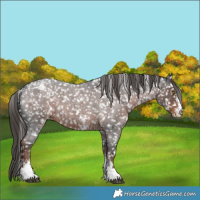 Horse Color:Liver Red Roan Sabino Snowflake Varnish