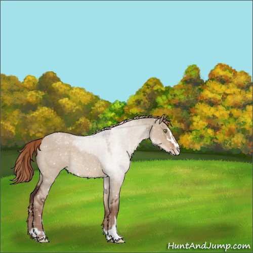 Horse Color:Liver Red Dun Roan Sabino Appaloosa Rabicano 
