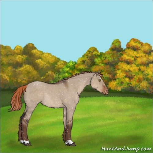 Horse Color:Liver Red Dun Roan Appaloosa Rabicano 