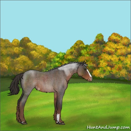 Horse Color:Liver Red Roan Sabino Appaloosa Rabicano 