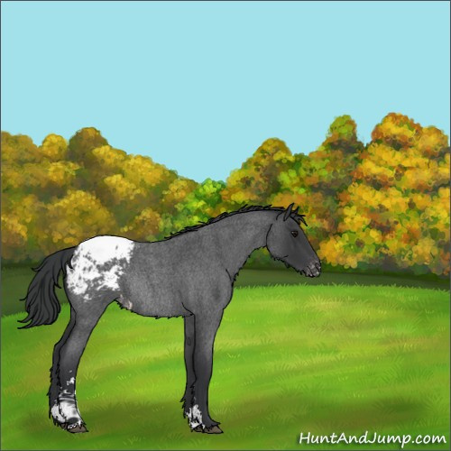 Horse Color:Blue Roan Sabino Appaloosa Rabicano 