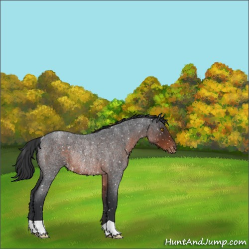 Horse Color:Brown Roan Appaloosa Rabicano 