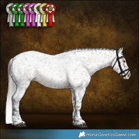 Horse Color:Brown Roan Sabino Appaloosa