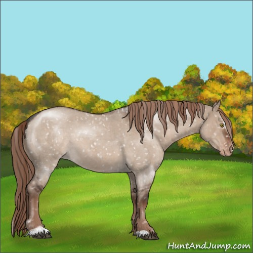 Horse Color:Liver Red Dun Roan Sabino Appaloosa Rabicano 