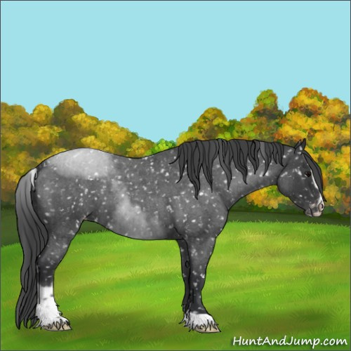 Horse Color:Blue Roan Sabino Appaloosa 