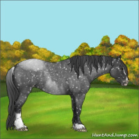 Horse Color:Blue Roan Sabino Blanket 