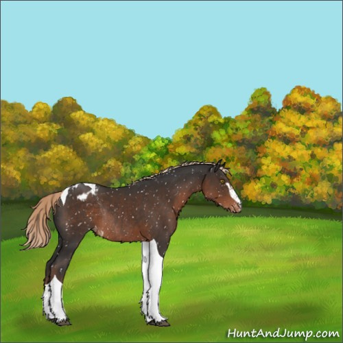 Horse Color:Liver Chestnut Sabino Tobiano Appaloosa Rabicano 