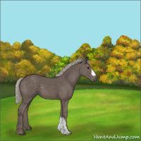Horse Color:Unknown 