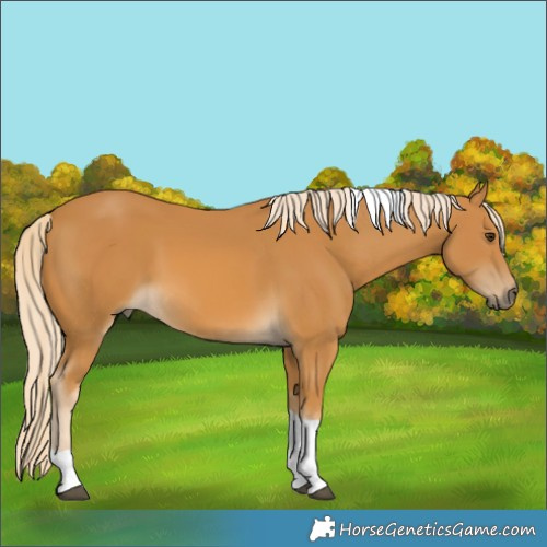 Horse Color:Palomino Tobiano