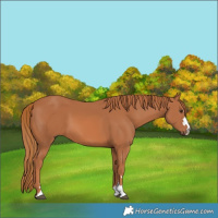 Horse Color:Chestnut 