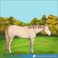 Horse Color:Gold Champagne Dun 
