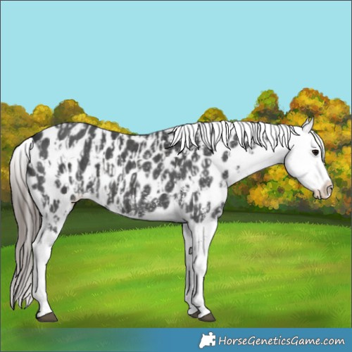 Horse Color:Black Sabino Splash Appaloosa  and Black Sabino Splash Appaloosa 