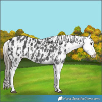 Horse Color:Black Sabino Splash Blanket  and Black Sabino Splash Blanket 