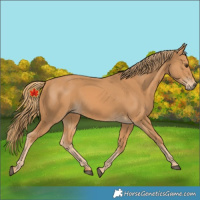 Horse Color:Unknown 