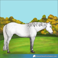 Horse Color:Gray Silver Brown Varnish 