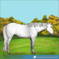 Horse Color:Gray Silver Brown Appaloosa 