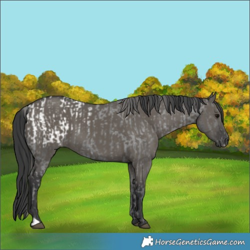 Horse Color:Black Appaloosa  and Grullo 