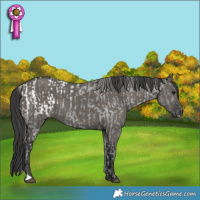 Horse Color:Black Snowcap  and Grullo 
