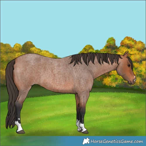 Horse Color:Bay Roan 
