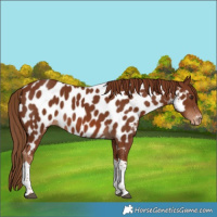 Horse Color:Chestnut Tobiano Appaloosa 