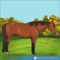 Horse Color:Bay 
