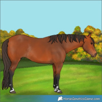 Horse Color:Bay Rabicano 