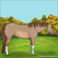 Horse Color:Red Dun 