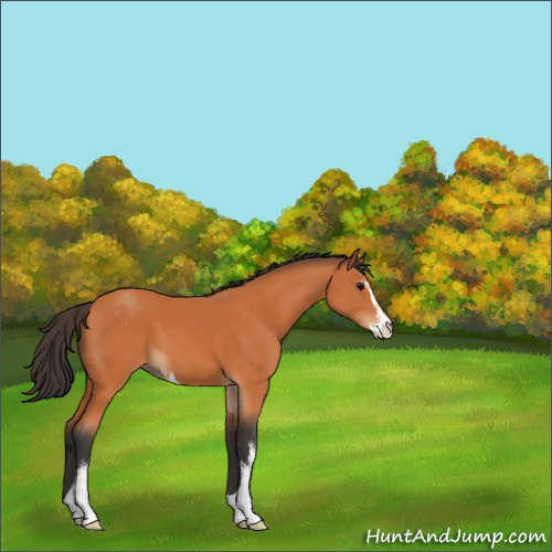 Horse Color:Bay Sabino 