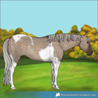 Horse Color:Silver Brown Dun Tobiano Rabicano 