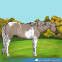 Horse Color:Silver Brown Dun Tobiano Rabicano