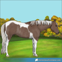 Horse Color:Silver Black Tobiano Rabicano 