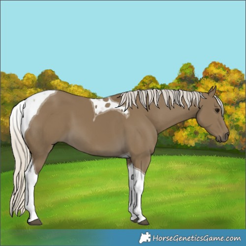 Horse Color:Silver Smoky Black Tobiano 