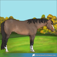 Horse Color:Bay Dun 