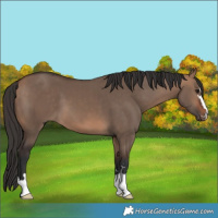 Horse Color:Bay Dun 