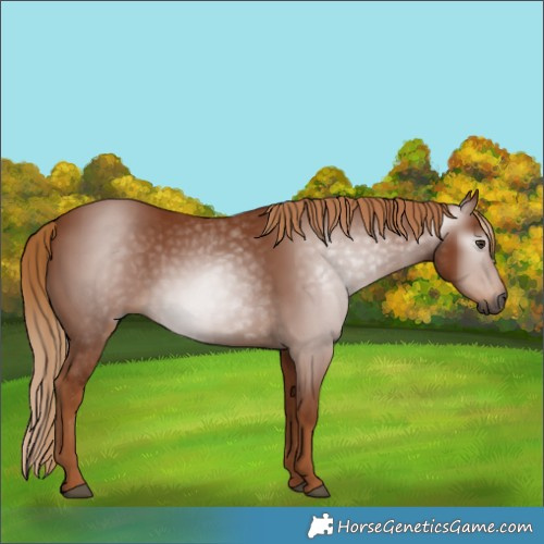 Horse Color:Gray Chestnut 