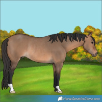 Horse Color:Brown Dun Rabicano 