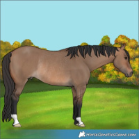 Horse Color:Brown Dun Rabicano 