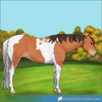 Horse Color:Bay Tobiano 