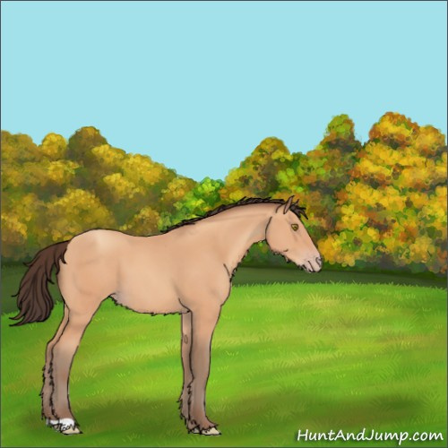 Horse Color:Amber Champagne 