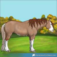 Horse Color:Red Dun Splash Rabicano 