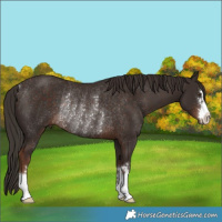 Horse Color:Liver Chestnut Rabicano 