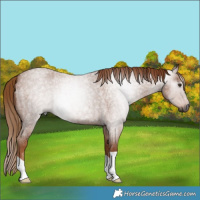 Horse Color:Gray Red Roan 