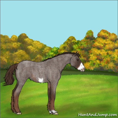 Horse Color:Liver Red Roan Frame 