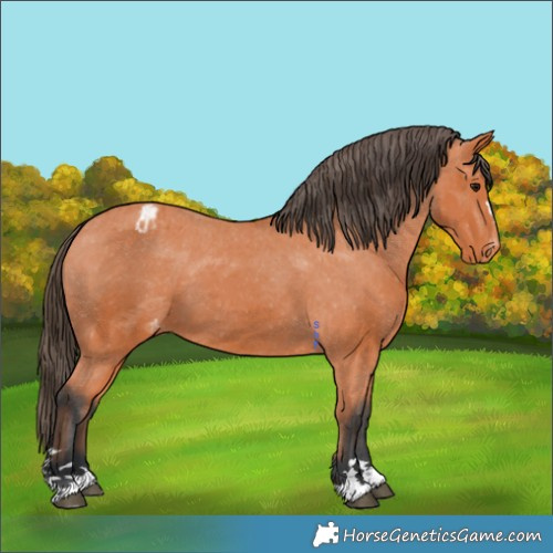 Horse Color:Bay Appaloosa 