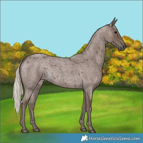 Horse Color:Silver Blue Roan 