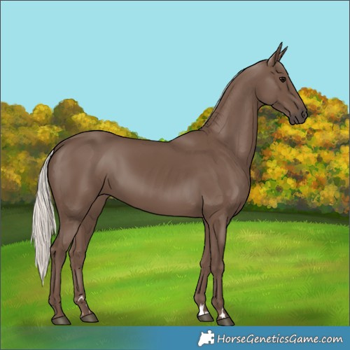 Horse Color:Silver Black