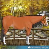 Horse Color:Bay Splash Frame 