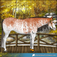 Horse Color:White Spotted Bay Splash and White Spotted Bay Splash Rabicano