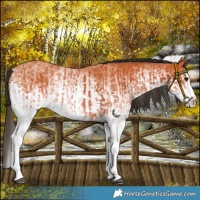 Horse Color:White Spotted Bay Splash  and White Spotted Bay Splash Rabicano 